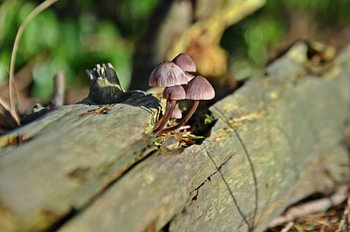 Paddenstoelen in het bos