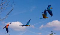 Twee koppels papegaaien in volle vlucht