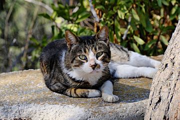 Griekse luie kat van Planet Lisette