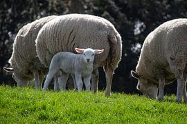 Lammetje by Angelique van 't Riet