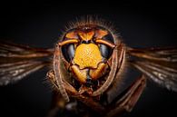Macro portret van een Hoornaar van Victor van Dijk thumbnail
