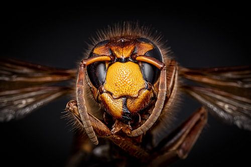Macro portret van een Hoornaar