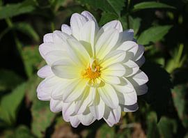 Dahlia Valentina by Matthias Brix