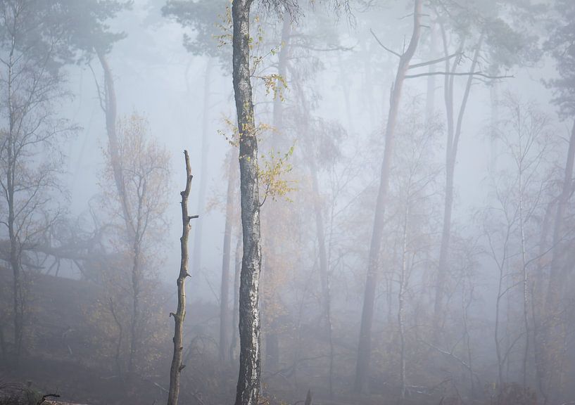 foggy trunks by Tania Perneel