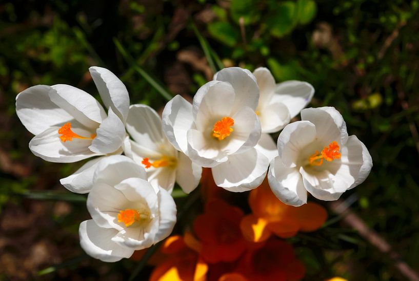 Crocus by Thomas Jäger