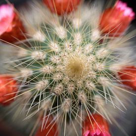 Mini cactus à fleurs rouges sur Henk Vrieselaar