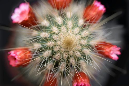 Mini cactus met rode bloempjes van Henk Vrieselaar