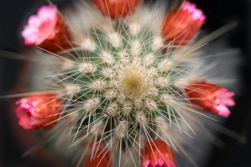 Mini cactus met rode bloempjes van Henk Vrieselaar