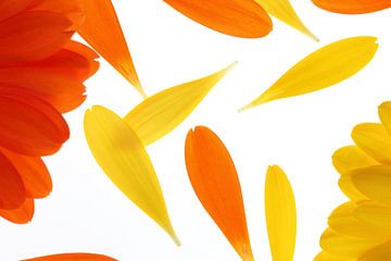 Yellow and orange gerbera's (2) by André Blom Fotografie Utrecht