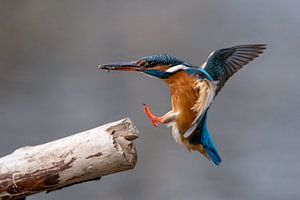 ijsvogel