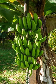 Bananen in Sarapiquí , het Tropisch regenwoud Selva Verde in Costa Rica van Mirjam Welleweerd