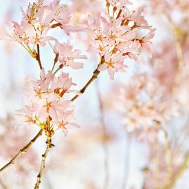 Delicate spring by Violetta Honkisz