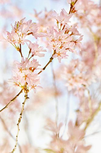 Fijne lente