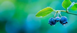 Ripe blueberries with drops of dew by Poster Art Shop