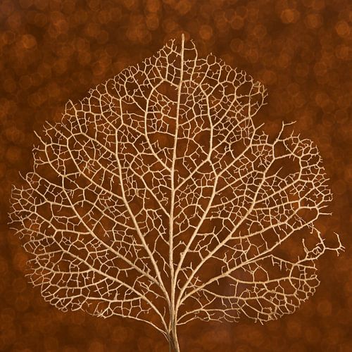 Warme herfst kleuren: De nervenstructuur van een hortensiablaadje