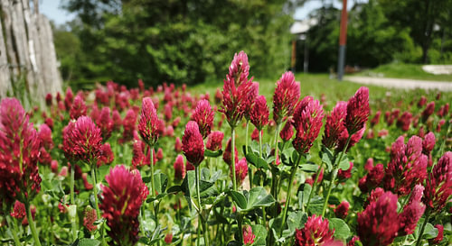 A field of purple clover in bloom