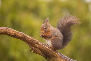 Eichhörnchen verschlingt eine Nuss