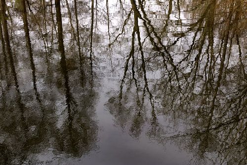 Oude bomen in de regen