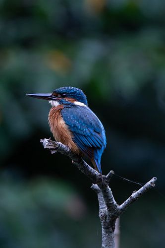 Kingfisher