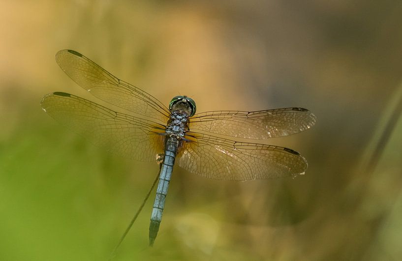 Floating by Hennie Zeij