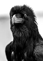 Corbeau noir