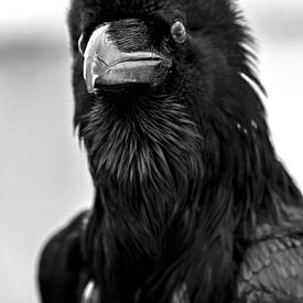 Corbeau noir sur MirjamCornelissen - Fotografie