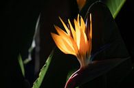 Strelitzia (Bird of Paradise) in the sun by Callista de Sterke thumbnail