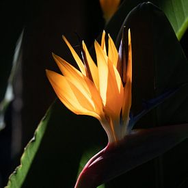 Strelitzia (Bird of Paradise) in de zon van Callista de Sterke