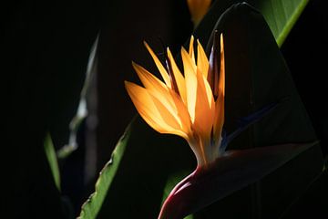 Strelitzia (oiseau de paradis) au soleil sur Callista de Sterke