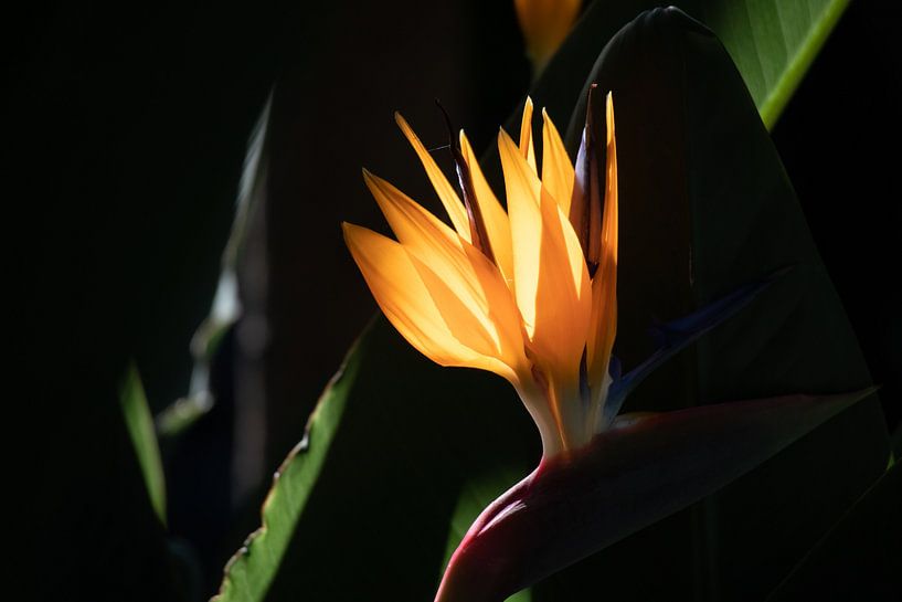 Strelitzia (Bird of Paradise) in the sun by Callista de Sterke
