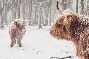 Zwei schottische Highlander-Kühe in einem verschneiten Wald