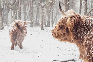 Twee Schotse Highlander koeien in de sneeuw in het bos van Sjoerd van der Wal