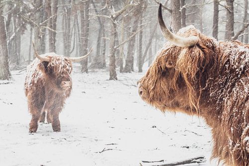 Twee Schotse Highlander koeien in de sneeuw in het bos