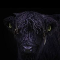 Scottish Highlander