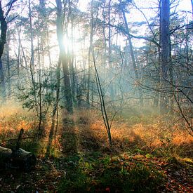 Winter zon in het bos van Arjan de Kreek