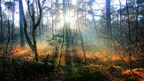 Winter zon in het bos