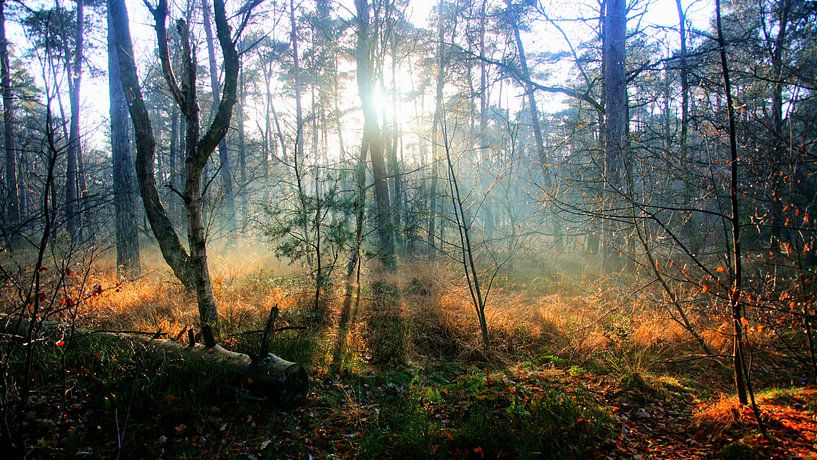 Winter zon in het bos van Arjan de Kreek