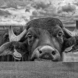 Curious Buffalo in southern Limburg by John Kreukniet