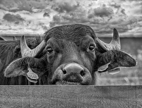 Nieuwsgierige Buffel in Zuid-Limburg van John Kreukniet