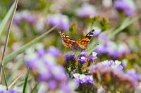 Painted lady on sea-lavender