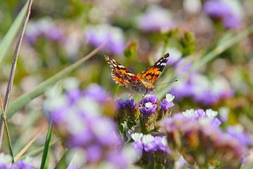 Papillon chardon sur lavande de mer sur Ines Porada