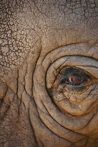 Eye to eye with an elephant | Namibia