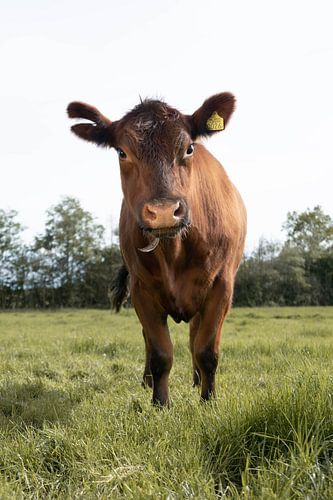 Sisu, la vache aveugle