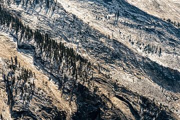 Rotsen en naaldbomen bij de Tioga Pass in Yosemite National Park, Californië, VS van Dieter Walther