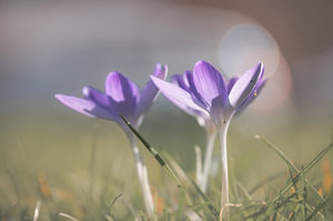 Blumen Teil 464