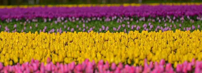 tulips by Erwin Reinders