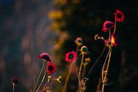 Deep red wildflowers in golden evening light