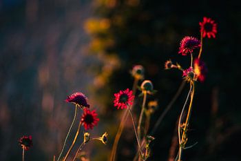 Dieprode veldbloemen in gouden avondlicht