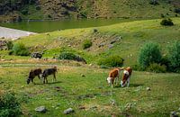 Mountain cows