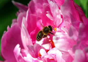 Pfingstrose mit Biene von Roswitha Lorz